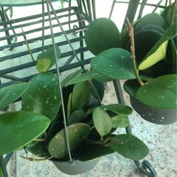 Hoya Obovata