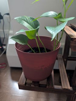 Pothos plant