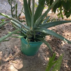 Planta De Savila  Grandes $10.00 Medianas $5.00 