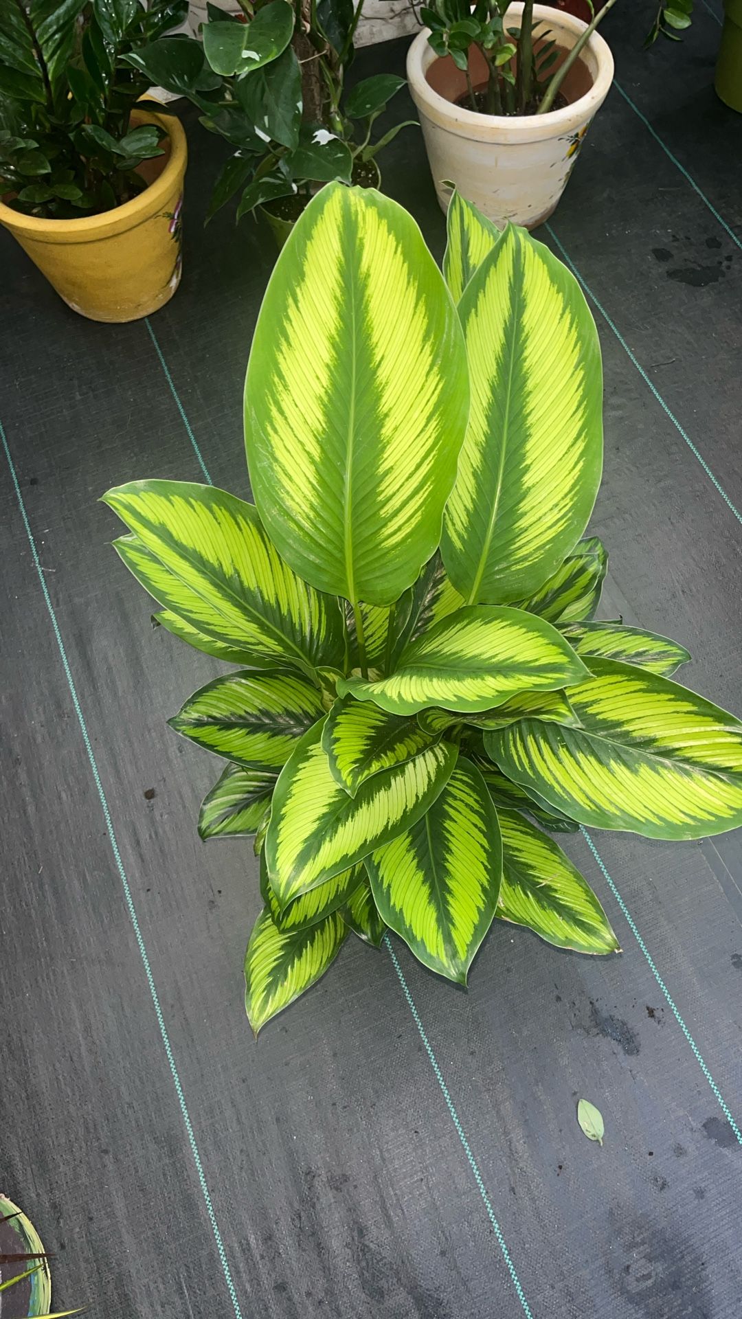 Calathea Beauty Star (Calathea insignis) 8 Inch Pot
