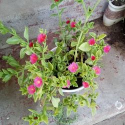 Planta De Rosio