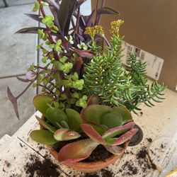 Succulents Plants
