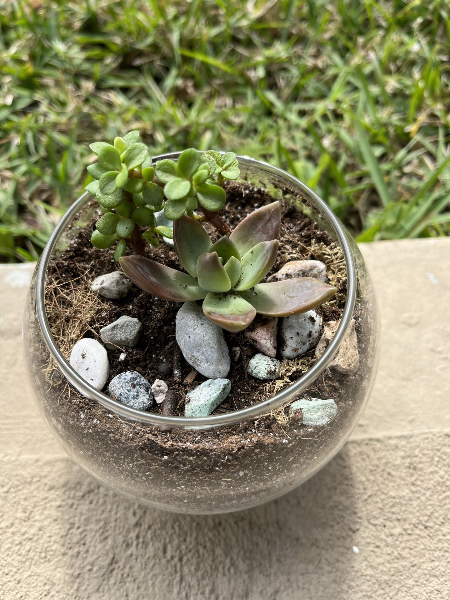 Real Elephant Bush With Echeveria Succulent