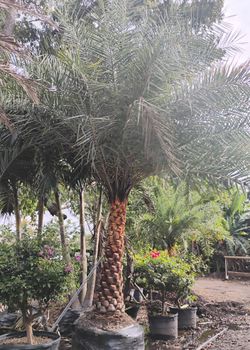 Sylvester Palm Tree $200 Per Ft trunk Diamond Cut Included