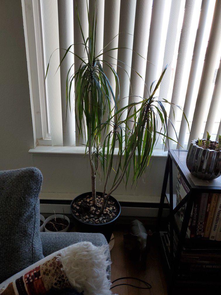 Indoor Plant
