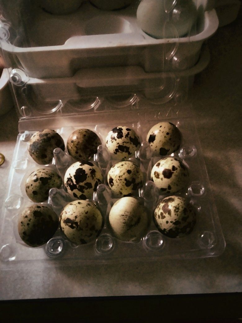 QUAIL EGGS