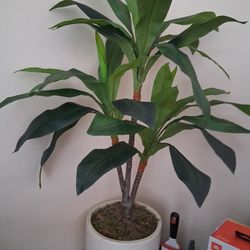 Artificial Big Plant