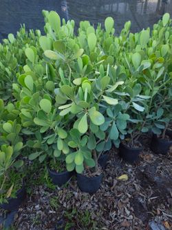 clusias podocarpus  Only  instant privacy  Hedge  for fences