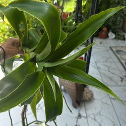 Callicia Medicinal Plant 