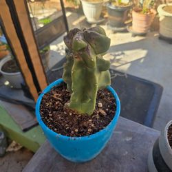 Totem pole cactus (OBESE) with pot