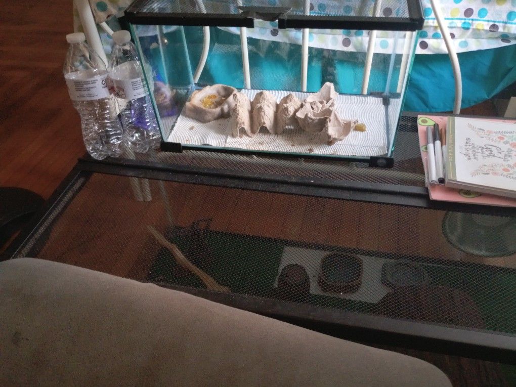 50 Gallon Aquarium 