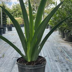 African Iris White (3 Gallon) – Elegant Blooms for Just $10