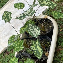 Alocasia Plants 