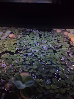 Floating plants