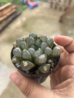 Haworthia 
