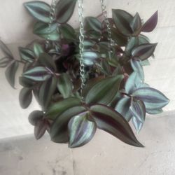 Tradescantia Zebrina Hanging Plant 