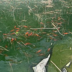 Koi fish