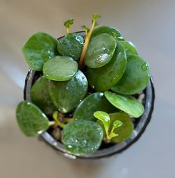 Peperomia Hope in Small Ceramic Planter