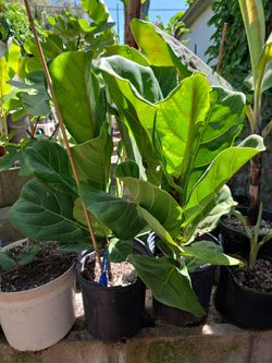 Fiddle Leaf Fig Tree 2 ft plus.