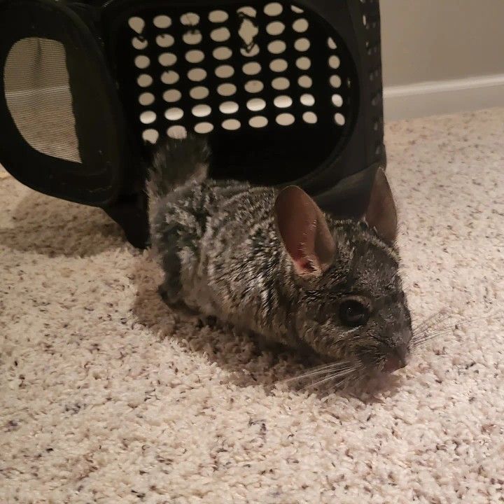 Chinchilla, Cage, And Accessories