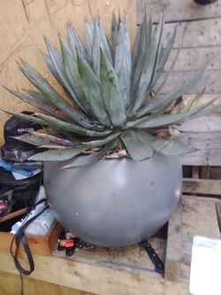 Blue Agave plant and sphere container