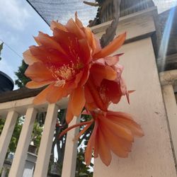 Epiphyllum 