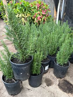 rosemary plant