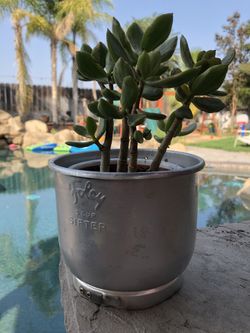 Succulent in a vintage Foley 5Cup Flower sifter