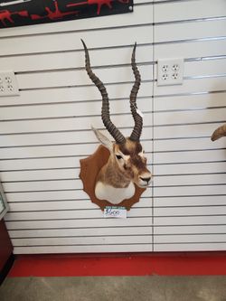 Blackbuck Antelope Taxidermy Shoulder Mount