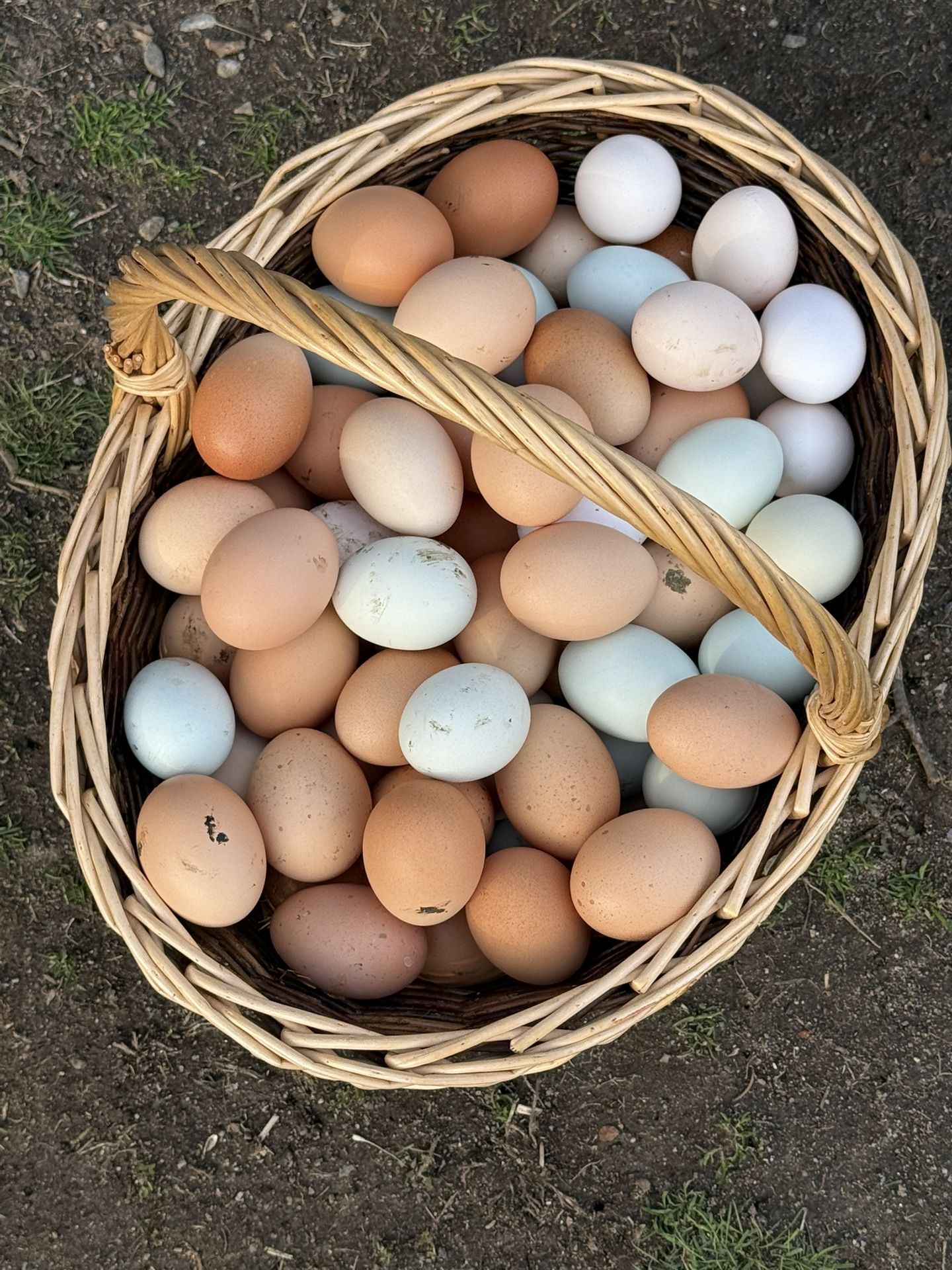 Fresh eggs