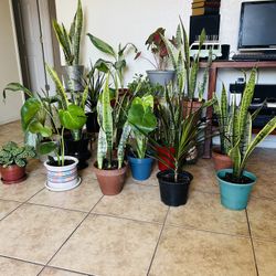 Plants For Sale 20 Each 