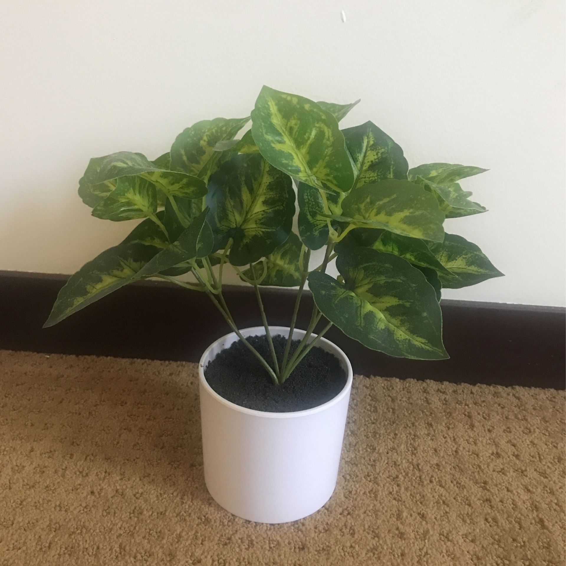 Fake Plant, Small