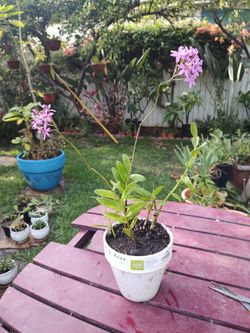 Epidendrum orchid