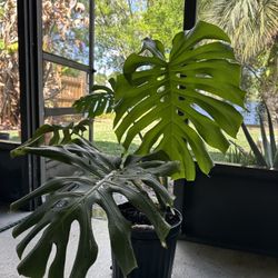 Monstera Deliciosa Plant