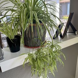 Spider Plant Babies bundle 