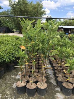 Jackfruit trees