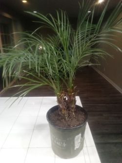 Palm Tree/ Plant $20