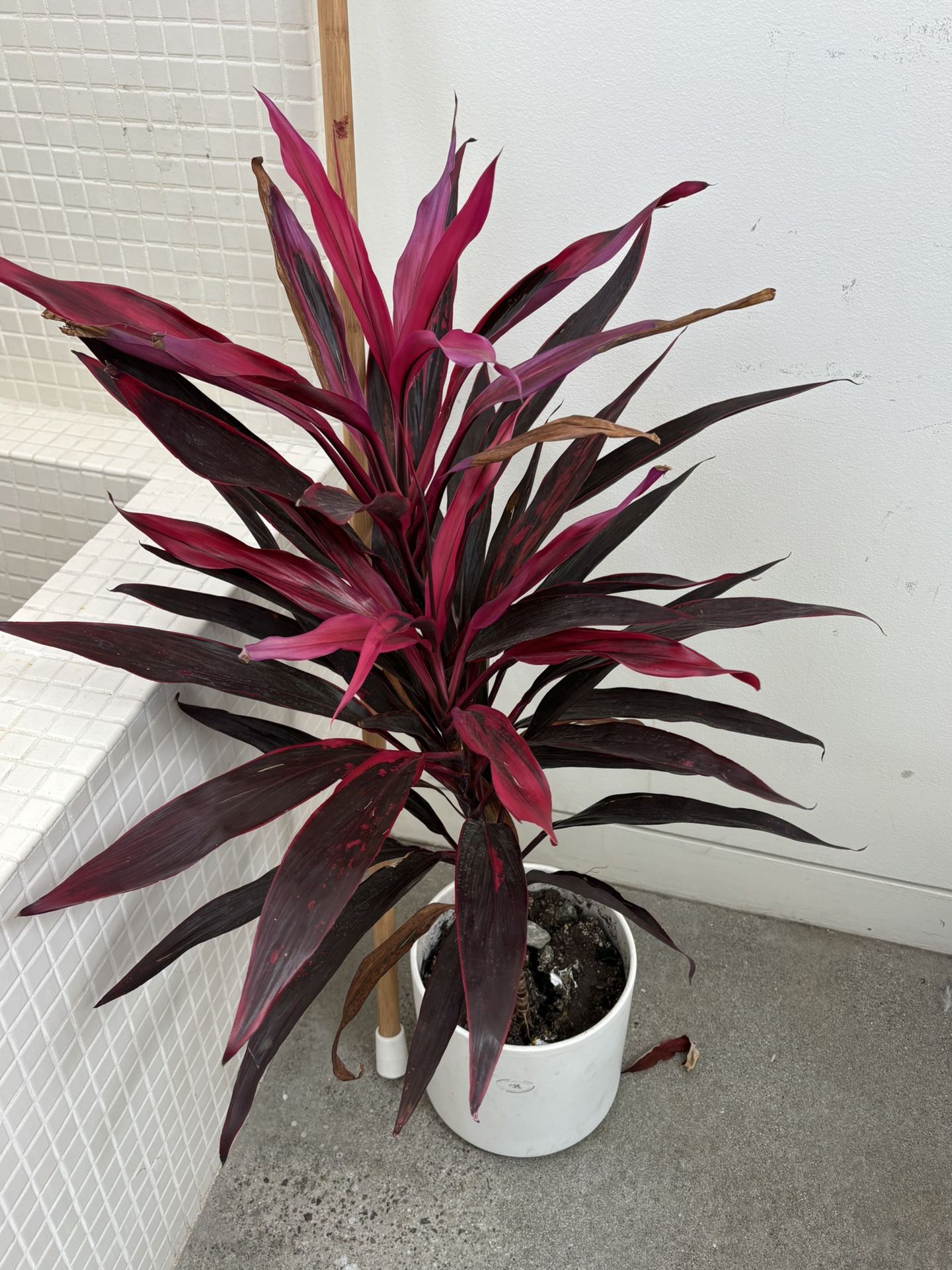 Set Of 2 Potted Plants (Alive)
