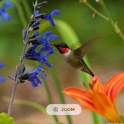 Blue and black salvia, plant perennial, attracts butterflies and hummingbirds