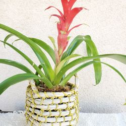 Exotic Bromeliad Plant With Eco Friendly Pot