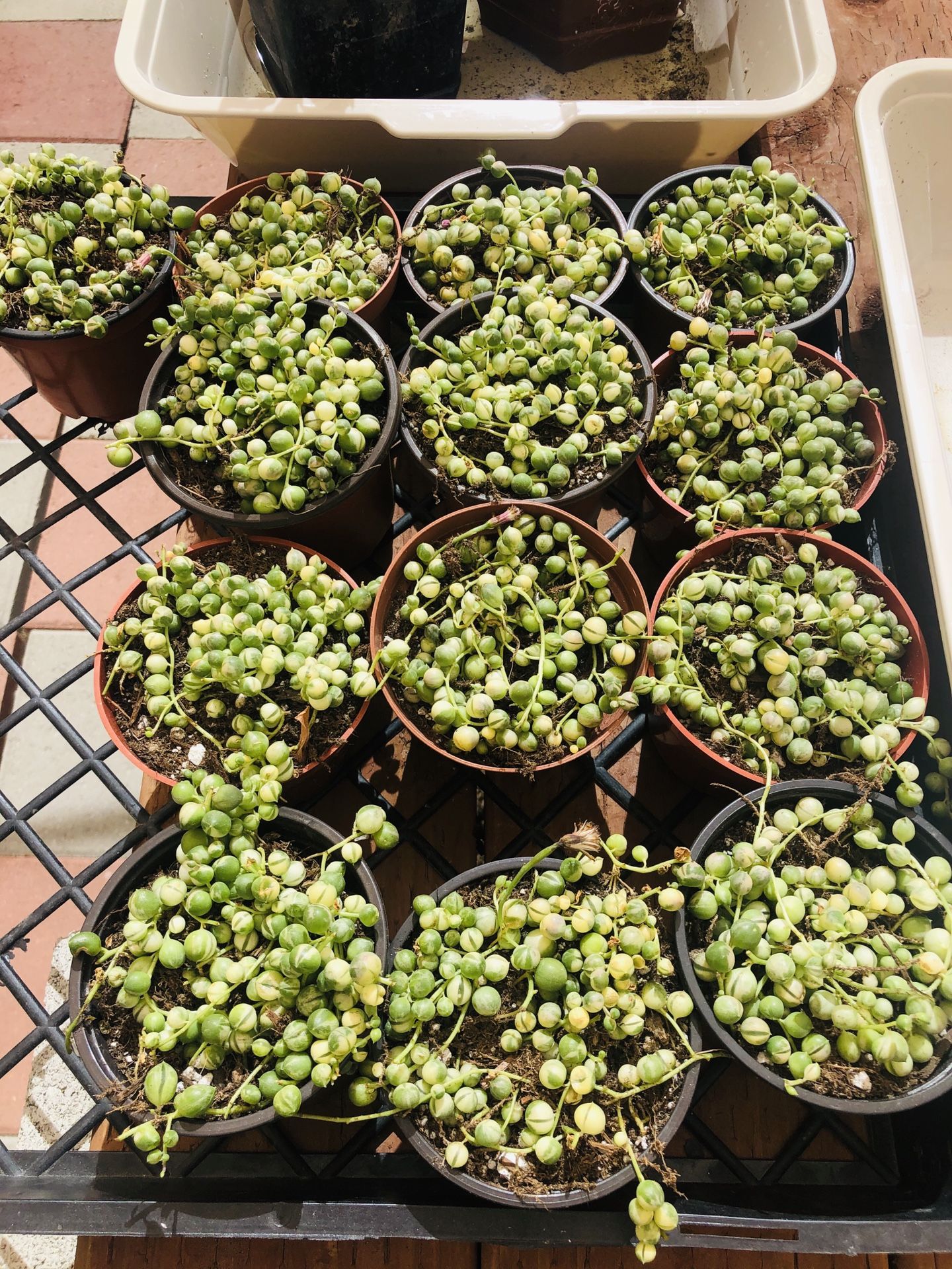 String of pearls Veriegated pot 4”