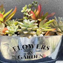 Succulent Arrangements