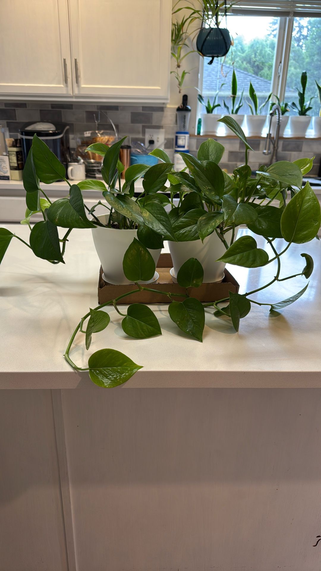 Two Sets Of Pathos In White Pots
