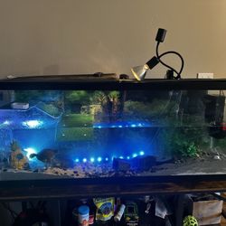 Turtle Tanks & more