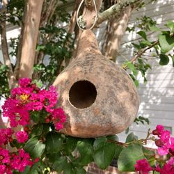 Gourd Seeds
