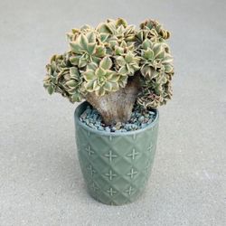 Succulents plants 🪴 