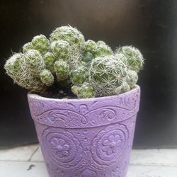 Cactus/succulents 