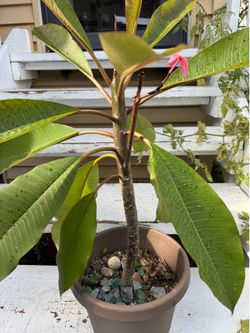 Plumeria Tree