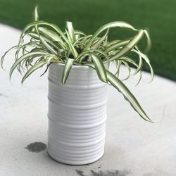 $8 Spider Plant