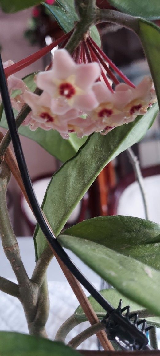 Blooming Hoya Plant